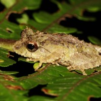 Pseudophilautus hankeni Meegaskumbura, M. & Manamendra-Arachchi, K., 2011